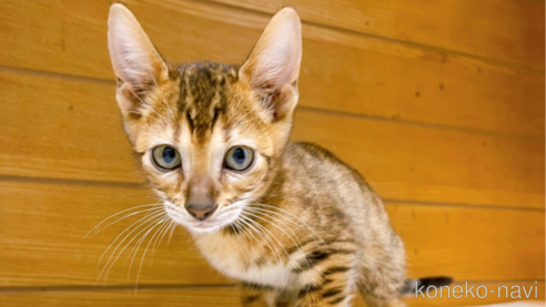 成約済の東京都のトイガー-65120の7枚目
