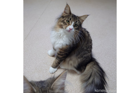 成約済の埼玉県のノルウェージャンフォレストキャット-47190の3枚目