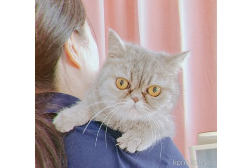 商談中の広島県のエキゾチックショートヘア-40450