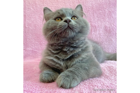 成約済の神奈川県のラガマフィン-52666