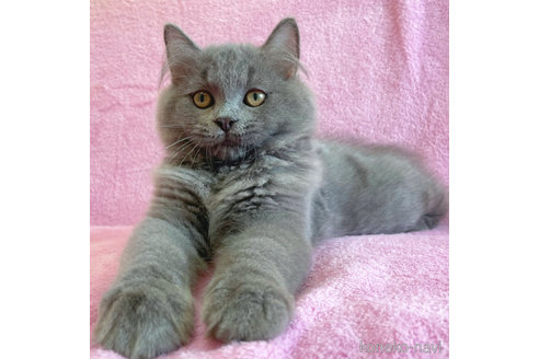 成約済の神奈川県のラガマフィン-52666の3枚目