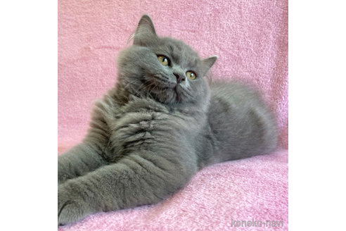 成約済の神奈川県のラガマフィン-52666の2枚目