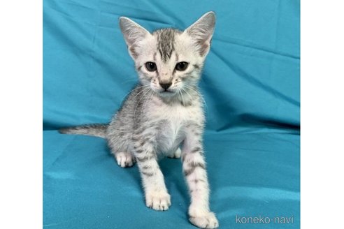 販売中の千葉県のエジプシャンマウ-65219