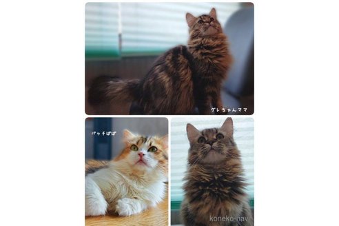 成約済の神奈川県のサイベリアン-65226の5枚目