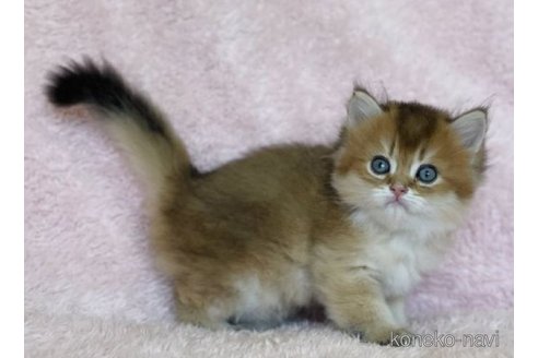 成約済の三重県のスコティッシュフォールド-65238の2枚目