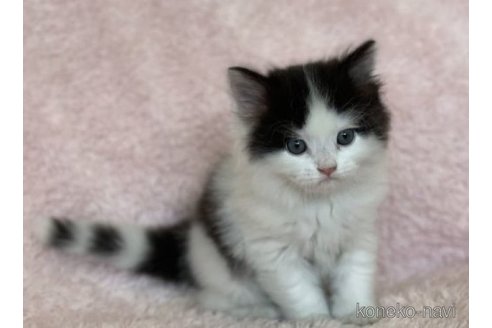 成約済の三重県のスコティッシュフォールド-65240
