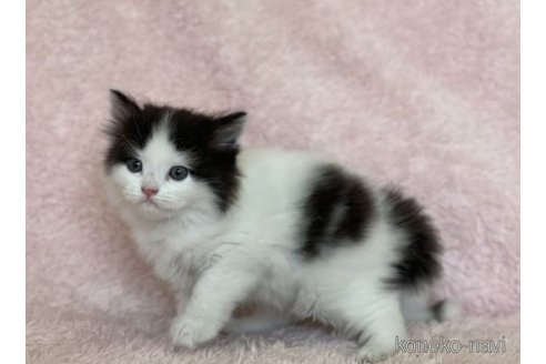 成約済の三重県のスコティッシュフォールド-65240の2枚目