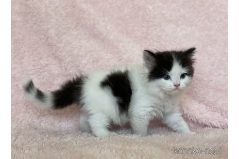 成約済の三重県のスコティッシュフォールド-65240の5枚目