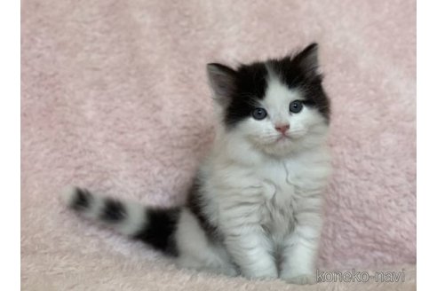 成約済の三重県のスコティッシュフォールド-65240の4枚目