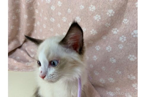 成約済の埼玉県のラグドール-61444の9枚目