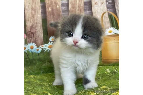 成約済の三重県のスコティッシュフォールド(折れ耳)-65247の1枚目