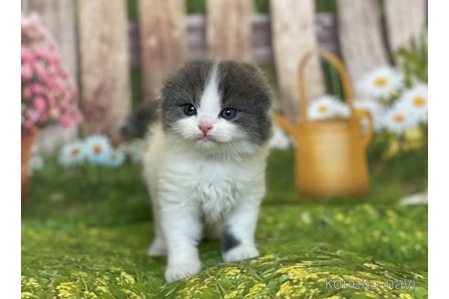 成約済の三重県のスコティッシュフォールド(折れ耳)-65247の3枚目
