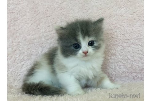 成約済の三重県のスコティッシュフォールド-65248の5枚目