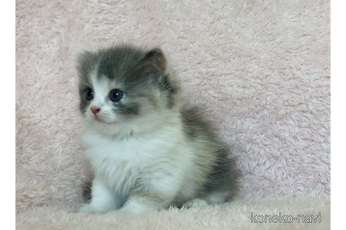 成約済の三重県のスコティッシュフォールド-65248の4枚目