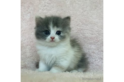 成約済の三重県のスコティッシュフォールド-65248の3枚目