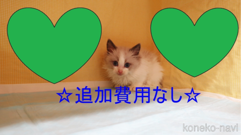 成約済の東京都のラグドール-65279の1枚目