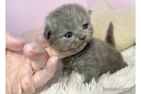 販売中の島根県のブリティッシュロングヘア-65296