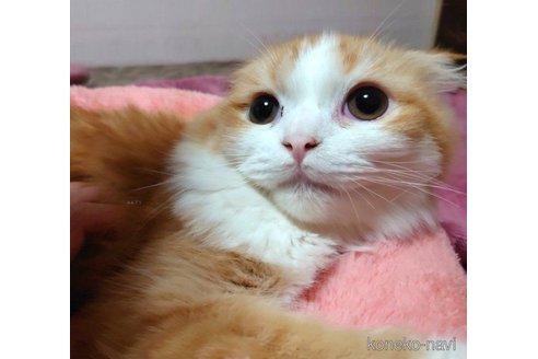 成約済の愛知県のスコティッシュフォールド(折れ耳)-65352の2枚目