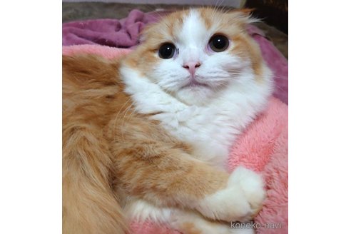 成約済の愛知県のスコティッシュフォールド(折れ耳)-65352の1枚目