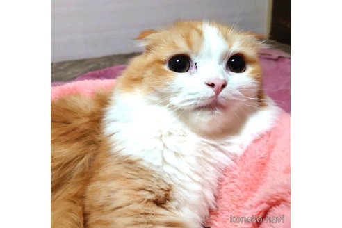 成約済の愛知県のスコティッシュフォールド(折れ耳)-65352の4枚目