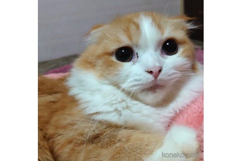 成約済の愛知県のスコティッシュフォールド(折れ耳)-65352の3枚目