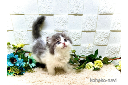 成約済の埼玉県のスコティッシュフォールド-65420の2枚目