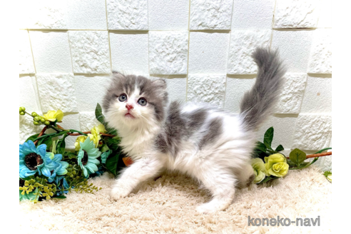 成約済の埼玉県のスコティッシュフォールド-65420の3枚目