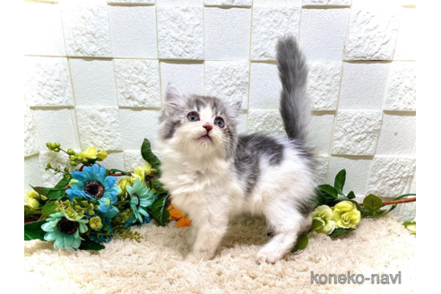 成約済の埼玉県のスコティッシュフォールド-65423の4枚目