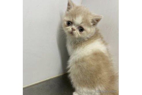 販売中の東京都のエキゾチックショートヘア-65448の2枚目