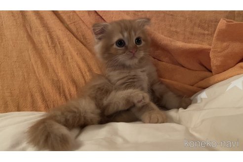 成約済の埼玉県のスコティッシュフォールド-60986の2枚目