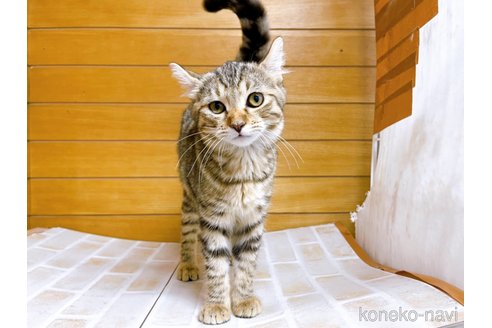 成約済の東京都のキンカロー-57747の6枚目