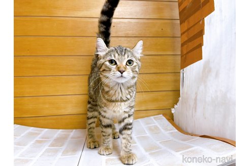 成約済の東京都のキンカロー-57747の5枚目