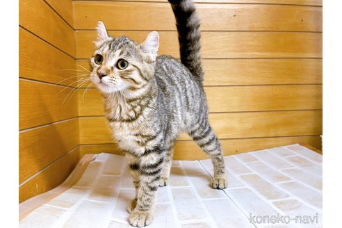 成約済の東京都のキンカロー-57747の3枚目