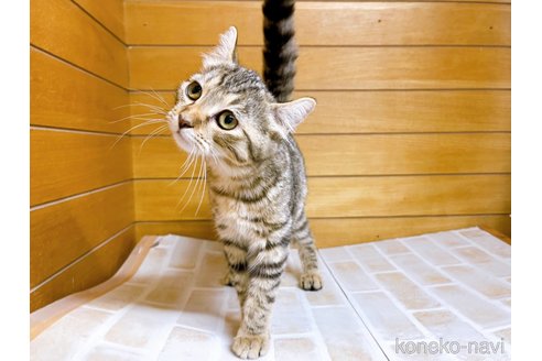 成約済の東京都のキンカロー-57747の2枚目