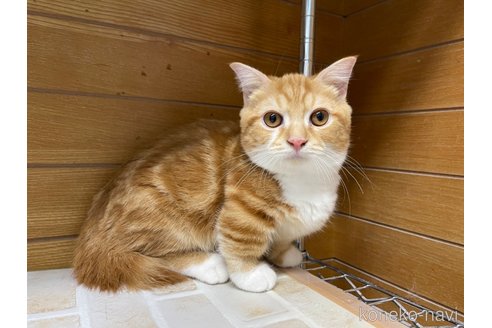 成約済の東京都のマンチカン(短足)-65567の7枚目