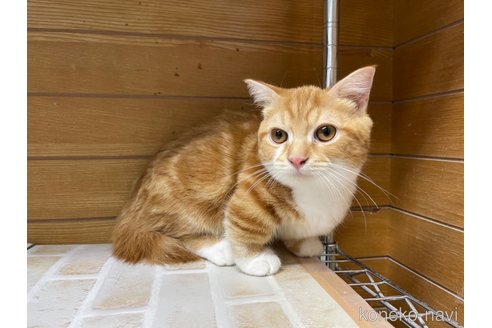 成約済の東京都のマンチカン(短足)-65567の8枚目