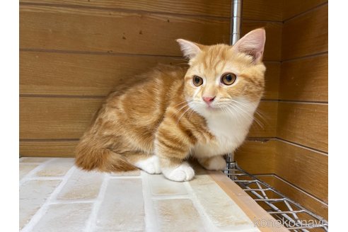 成約済の東京都のマンチカン(短足)-65567の9枚目