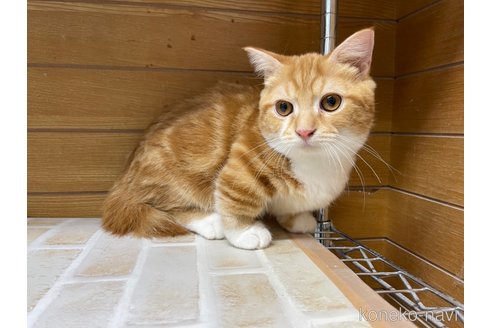 成約済の東京都のマンチカン(短足)-65567の2枚目