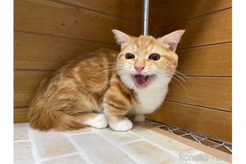 成約済の東京都のマンチカン(短足)-65567の3枚目