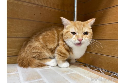 成約済の東京都のマンチカン(短足)-65567の5枚目