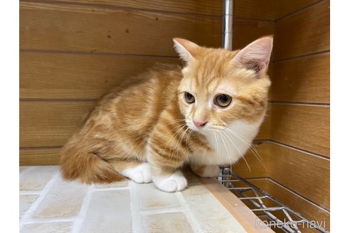 成約済の東京都のマンチカン(短足)-65567の6枚目