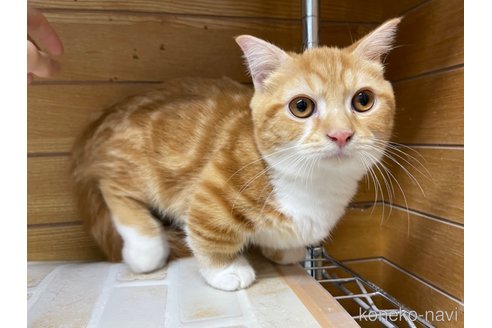 成約済の東京都のマンチカン(短足)-65567の4枚目