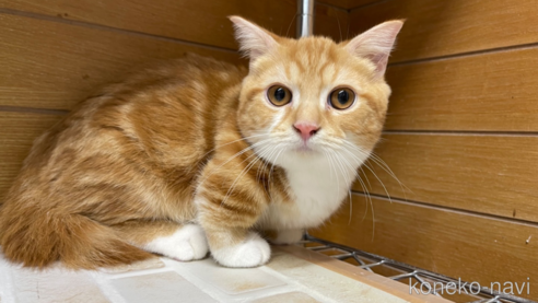 成約済の東京都のマンチカン(短足)-65567