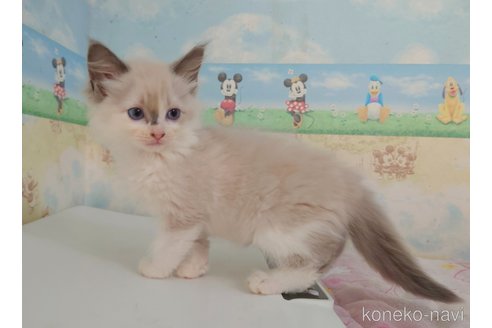 成約済の埼玉県のラグドール-63134の12枚目