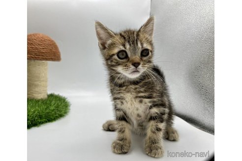 販売中の徳島県のアメリカンショートヘア-65608