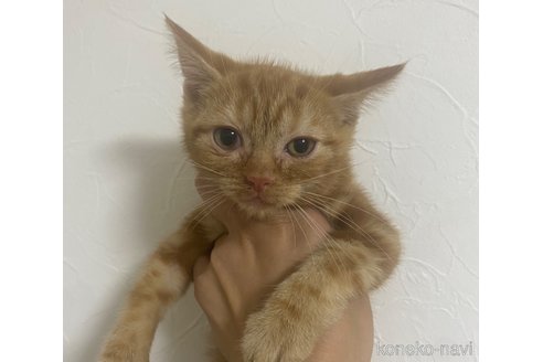 販売中の群馬県のアメリカンショートヘア-65654