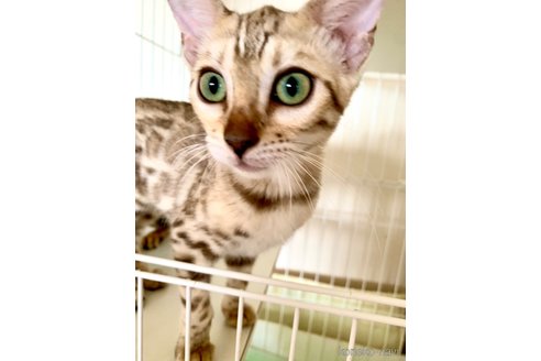 成約済の静岡県のベンガル-56377の22枚目