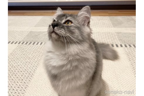成約済の愛知県のミヌエット-52713の2枚目