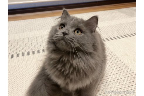 成約済の愛知県のミヌエット-53835の15枚目