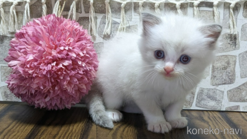 成約済の茨城県のラグドール-65723の10枚目